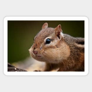 Chipmunk Sticker